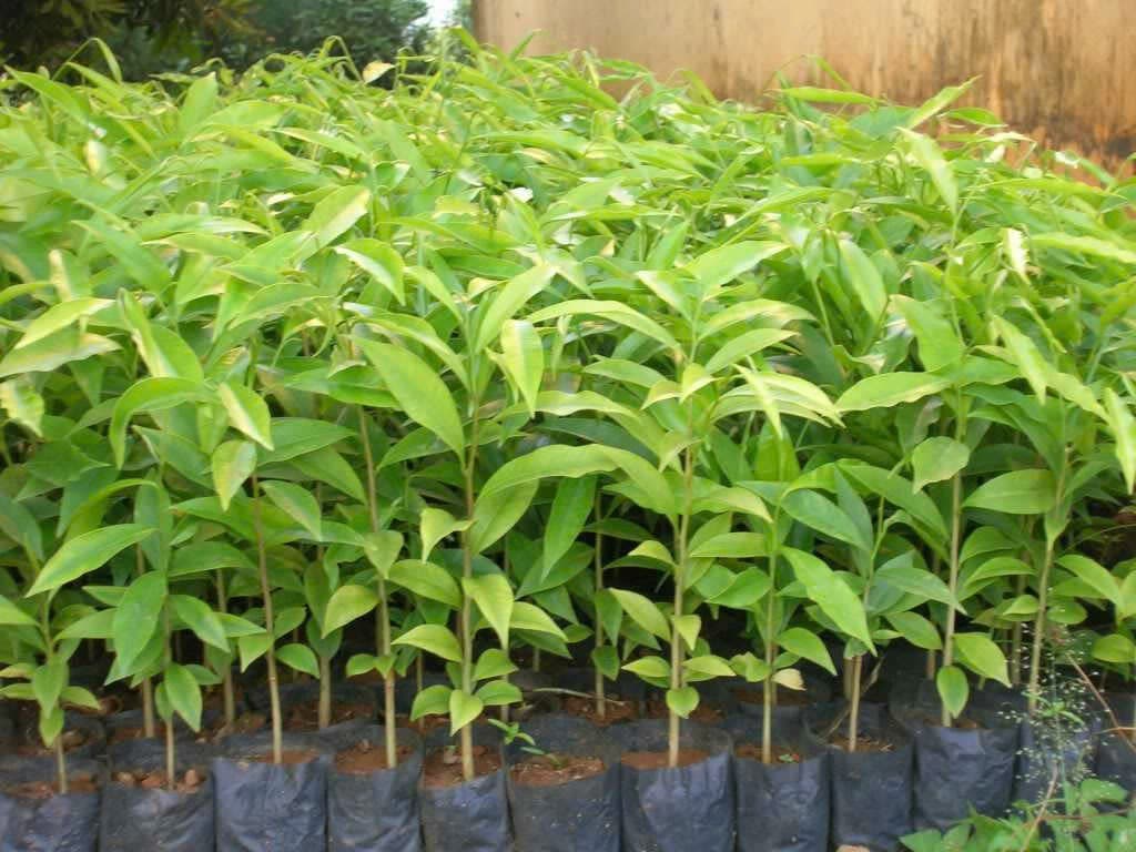 Sapling in greenhouse