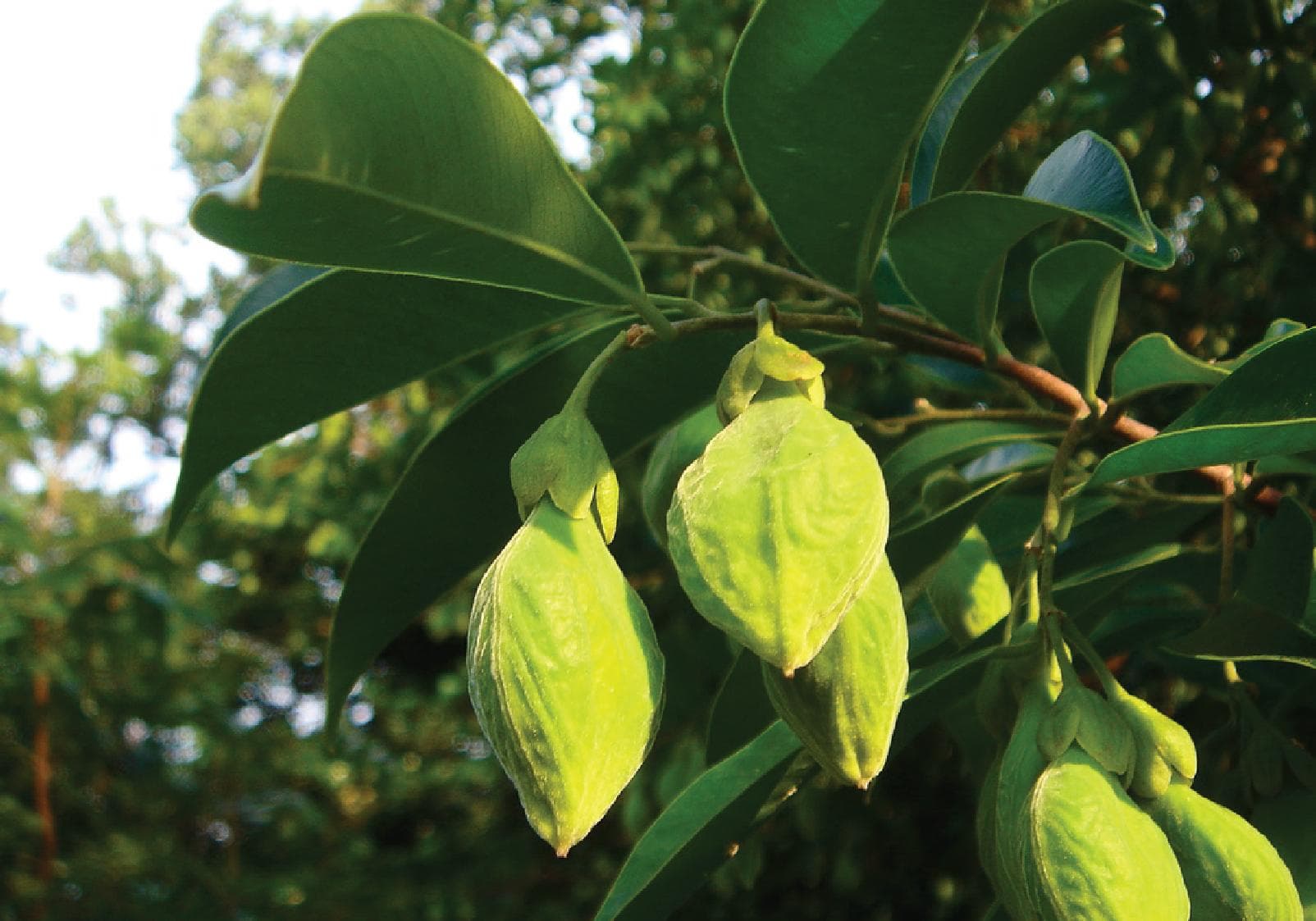 1. HẠT GIỐNG - KHỞI NGUỒN TỪ THIÊN NHIÊN THIÊNG LIÊNG